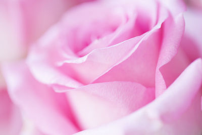 Close-up of pink flower