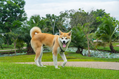 View of a dog standing on land