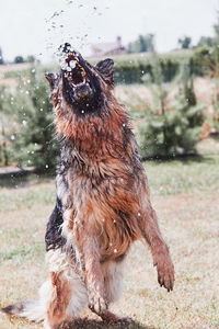 Close-up of wet dog on field