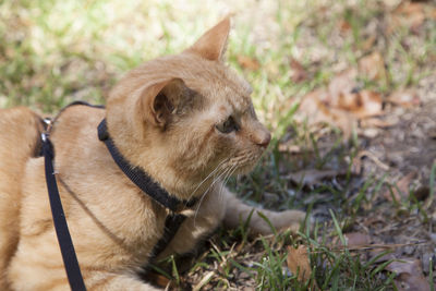 Yellow tabby cat in a black harness lying on the ground