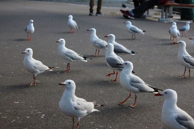 Seagulls perching on street