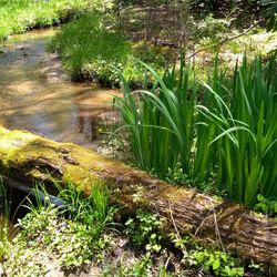 Scenic view of lake in forest