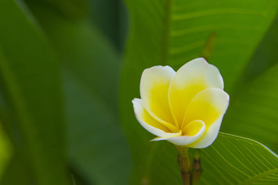 Close-up of frangipani blooming outdoors