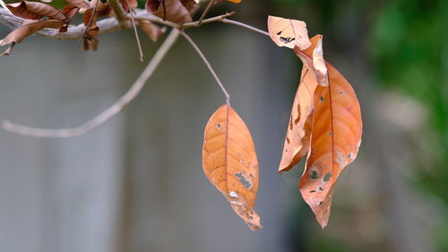 Close-up of dried autumn leaves