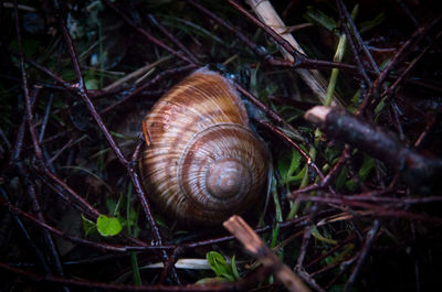 Close-up of snail