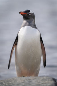 Gentoo penguin stands behind rock in water