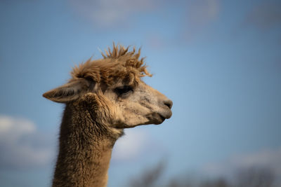 Close-up of a alpaca against sky