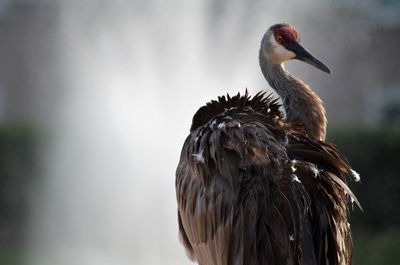 Sandhill crane near water