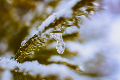 Close-up of frozen plant