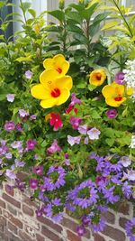 Close-up of yellow flowers blooming