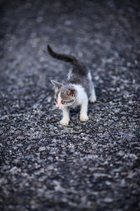 Portrait of cat on a street