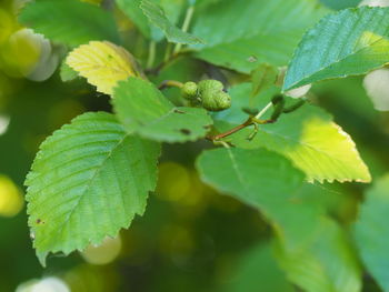 Close-up of insect on leaves