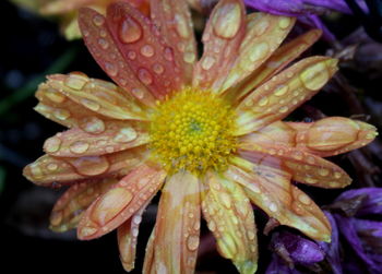 Close-up of flowers