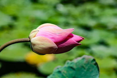 Close-up of pink flower bud