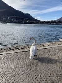 Once upon a time a white swan, it was dreaming while watching it s beloved lake of como