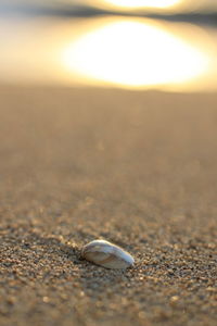 Close-up of seashell on beach