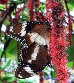 Close-up of butterfly on flower