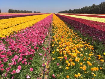 Multi colored flowers blooming on field against sky