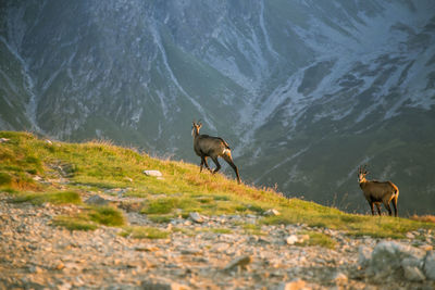 A beautiful, curious wild chamois grazing on the slopes of tatra mountains.