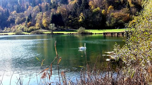 Swans swimming in lake