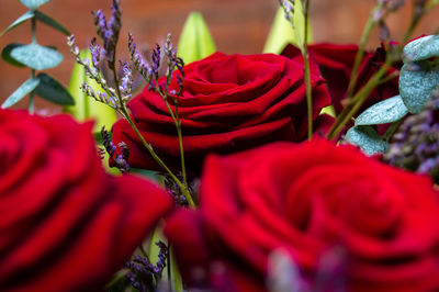 Close-up of red flower