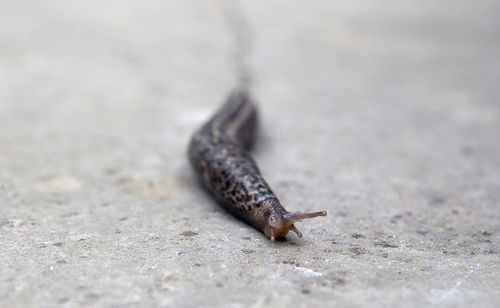 Close-up of a lizard on leaf