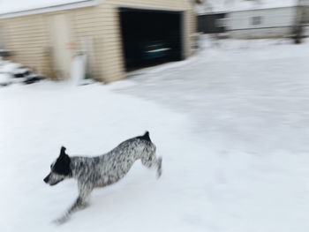 Dog on snow covered landscape