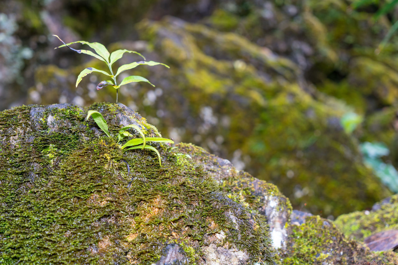 CLOSE-UP OF MOSS COVERED ROCKS