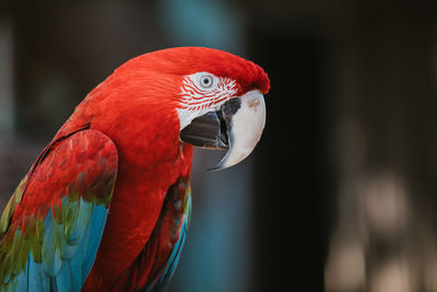 Close-up of a parrot, amazon rainforest macaw