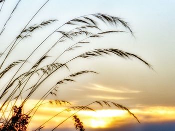 Silhouette plants at sunset