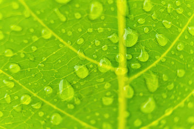 Macro shot of water drops on leaf