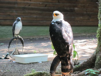 Close-up of bird perching outdoors