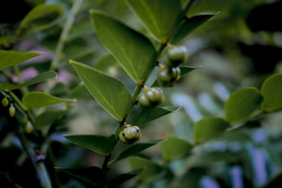 Close-up of fruit growing on plant
