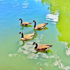 Ducks swimming in lake