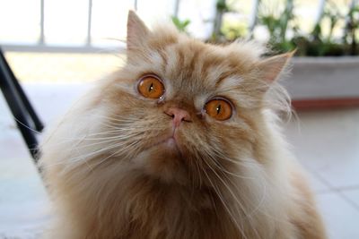 Close-up portrait of a cat