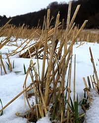 Close-up of frozen plants during winter