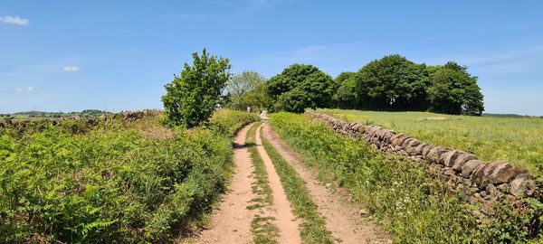 Panoramic shot of road amidst trees on field against sky