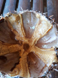 Close-up of a mushrooms