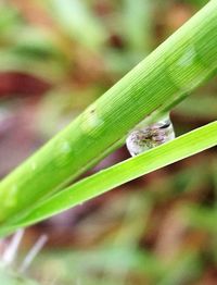 Close-up of insect on plant