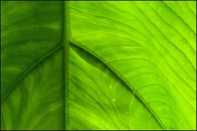 Close-up of green leaves