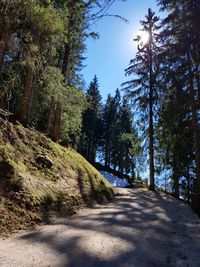 Road amidst trees in forest against sky