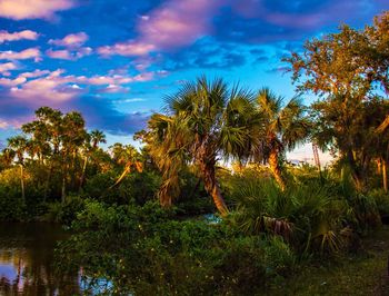 Palm trees against sky