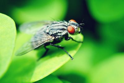 Close-up of insect on leaf