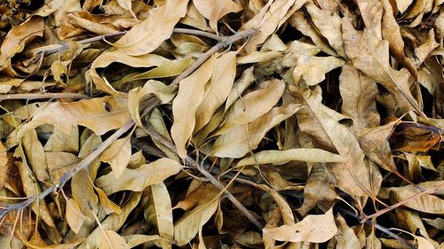 Full frame shot of dried leaves