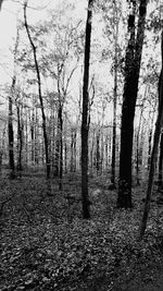 Trees on field in forest