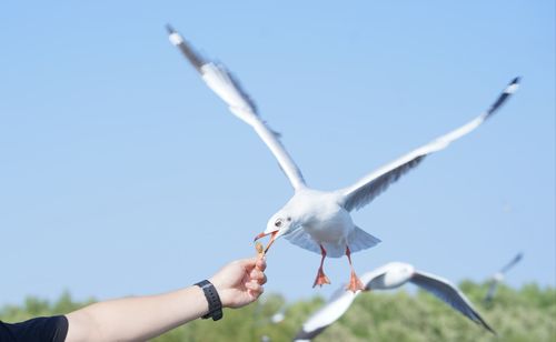 Low angle view of seagull flying against sky