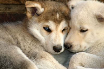 Close-up of siberian husky relaxing at home