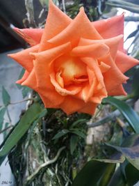 Close-up of orange day lily blooming outdoors