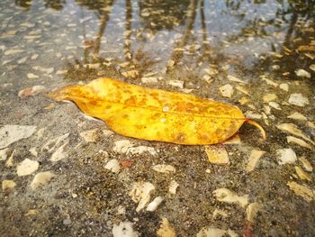 High angle view of fallen leaves