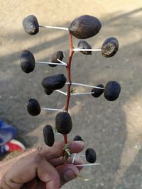 Close-up of hand holding berries